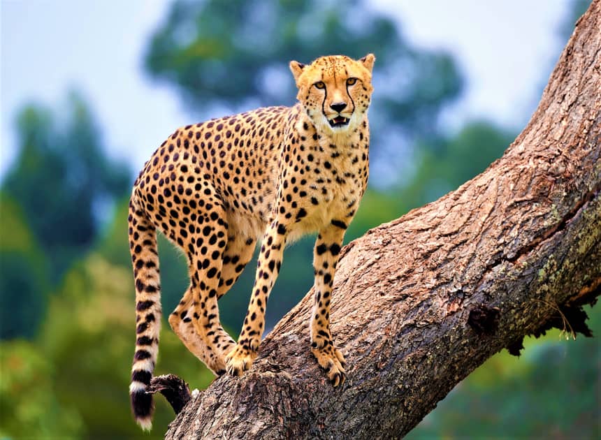 Cheetahs to Be Reintroduced to India After 70 Years | Engoo Daily News