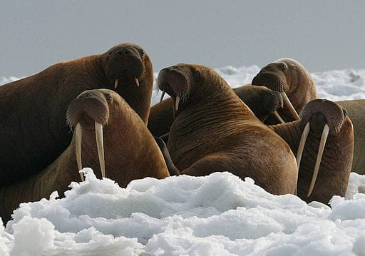 Loss of Ice Forces Walruses to Dry Shores | Engoo デイリーニュース