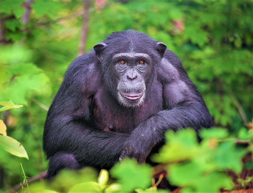 Meet The "Cinnamon Ape": A Breathtaking New Find - 6m3ne5u
