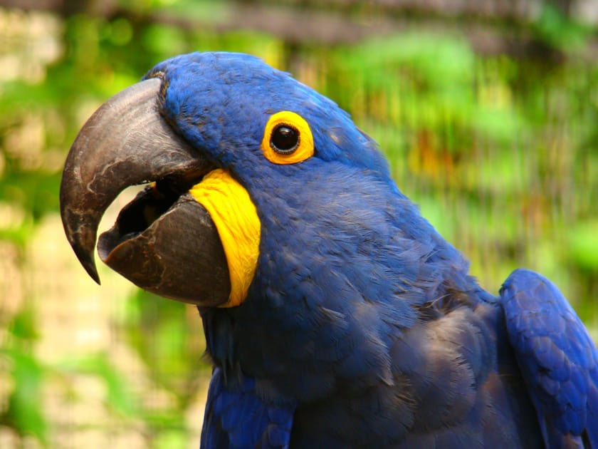 Parrots Sell For 20 000 at U.S. Exotic Bird Store Engoo Daily News