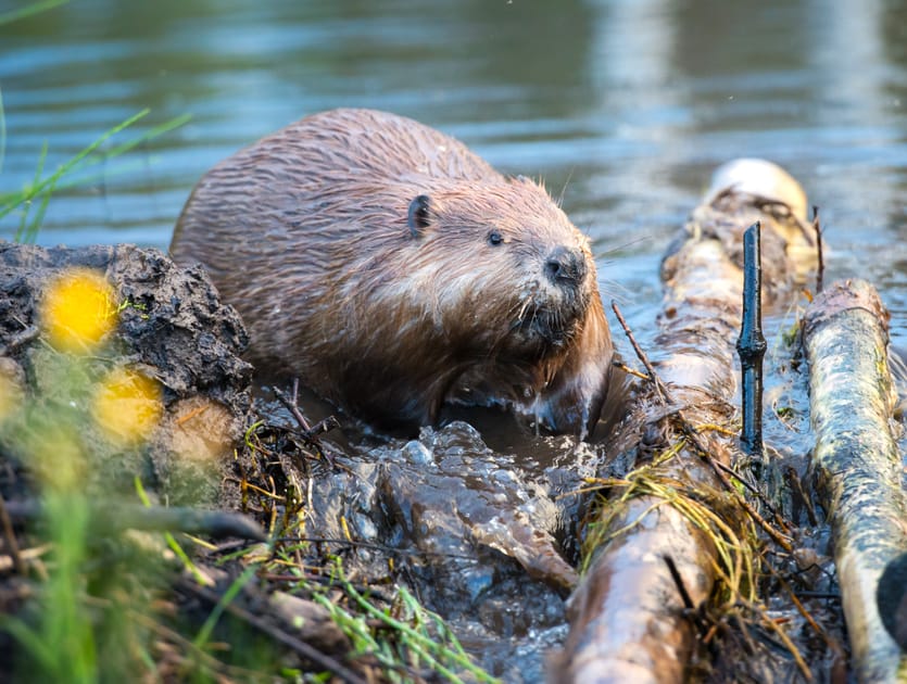 Meet The Eager Beaver English Phrases For Hard Work Engoo Daily News meet-the-eager-beaver-english-phrases-for-hard-work-engoo-daily-news