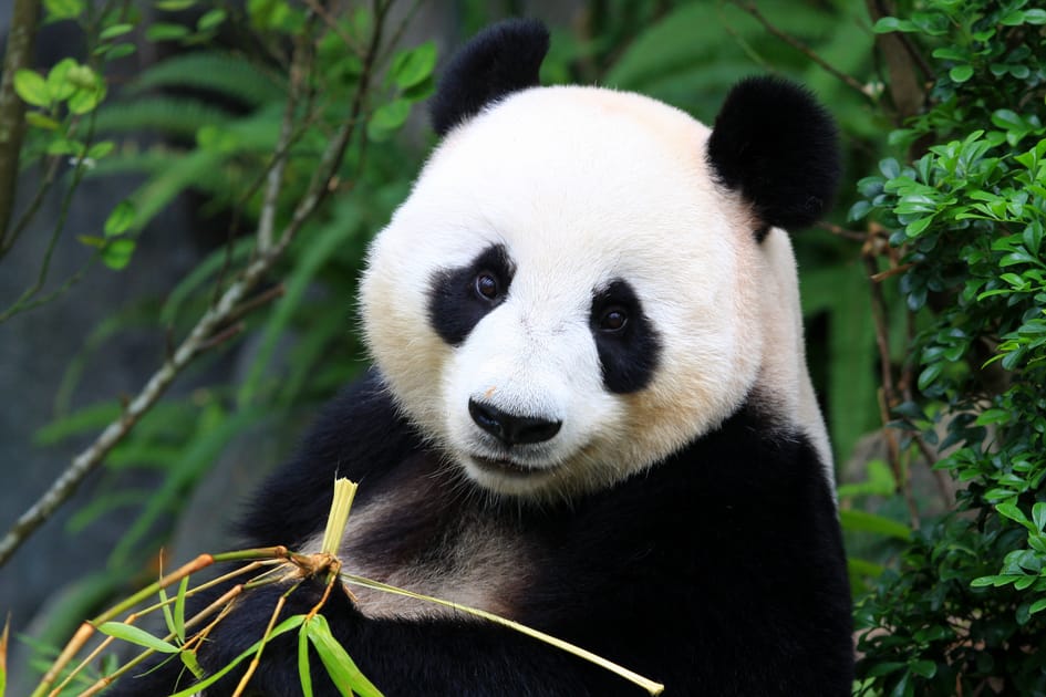 パンダ Giant Panda Gives Birth at Washington Zoo | Engoo デイリーニュース