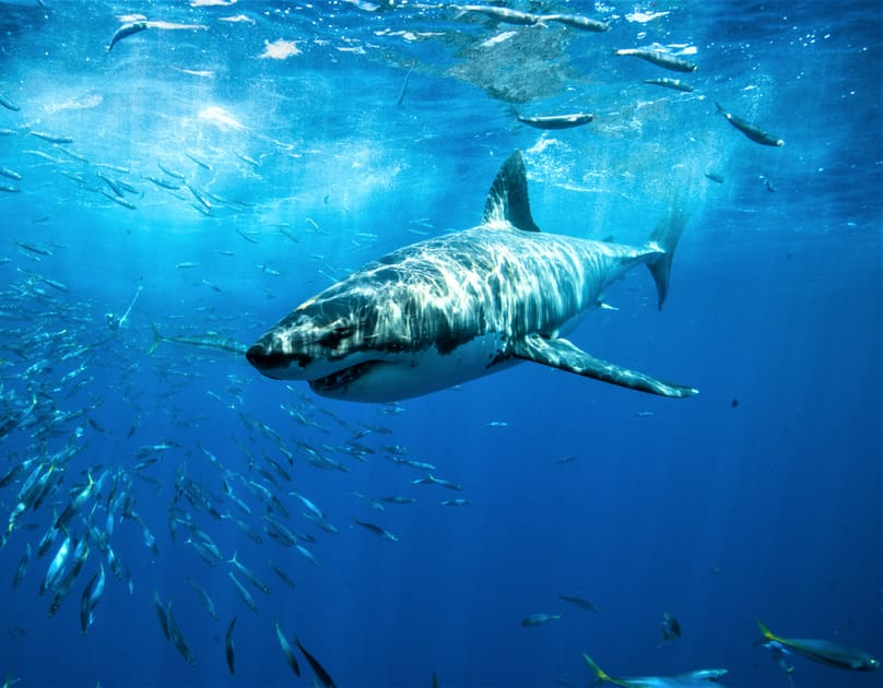 Sharks Aren't Interested in Eating Humans, Says Study | Engoo Daily News