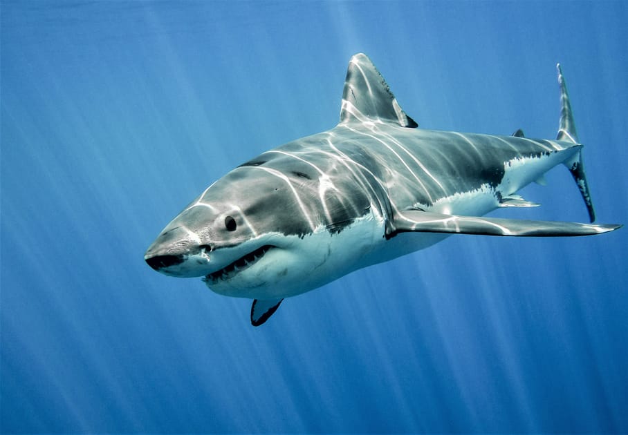 Divers Swim with Biggest Great White Shark on Record | Engoo