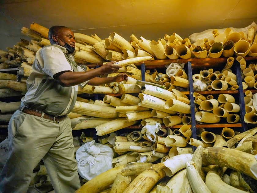 Zimbabwe Asks for Permission To Sell Seized Elephant Ivory | Engoo 每日新闻