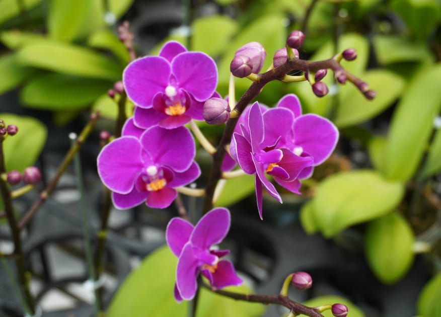 45% of World's Flowering Plants at Risk of Extinction | Engoo Daily News