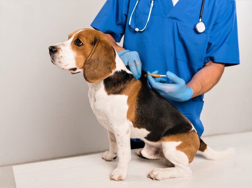 Microcipped Japan Requires Cats and Dogs to Be Microchipped | Engoo ζ―ζ₯ζ°ι»