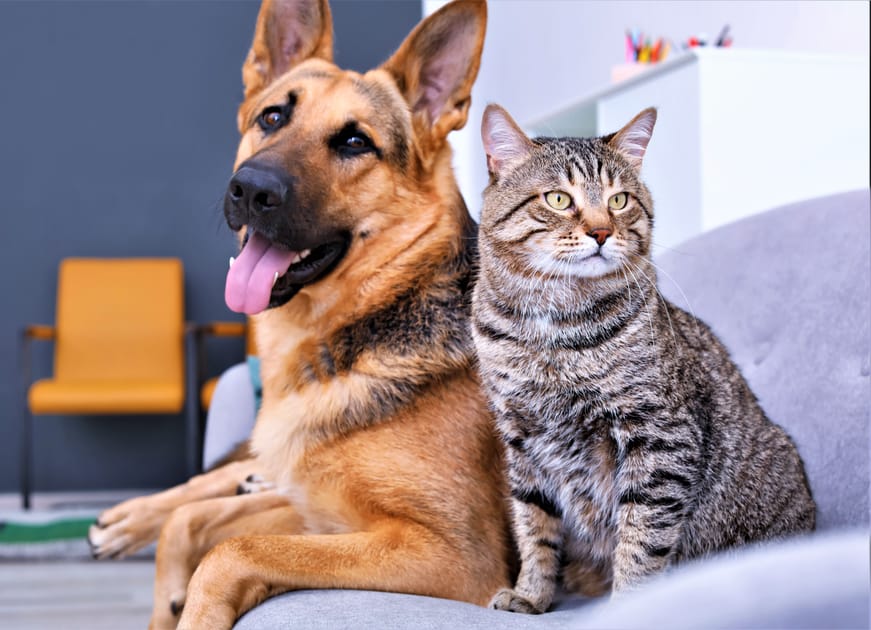 Pets Are Part of the Family Say US Pet Owners Engoo 每日新聞