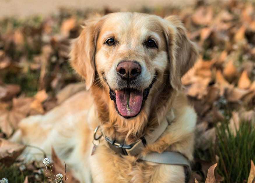 The Most Popular Dog Breed in the US | Engoo デイリーニュース