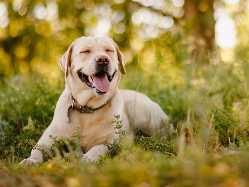 American Kennel Club Releases Dog Popularity Rankings