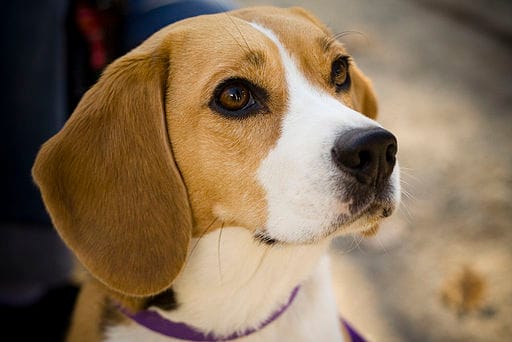 Mia the best sale beagle