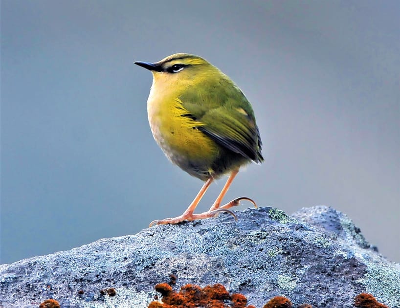 Rock Wren Named New Zealand Bird of the Year Engoo Daily News