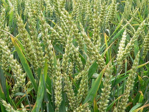 Asia’s Middle Class Changes Demand for Wheat Grain | Engoo 每日新聞