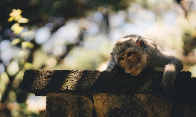 More than Half of the World’s Primates Disappearing | Engoo Daily News