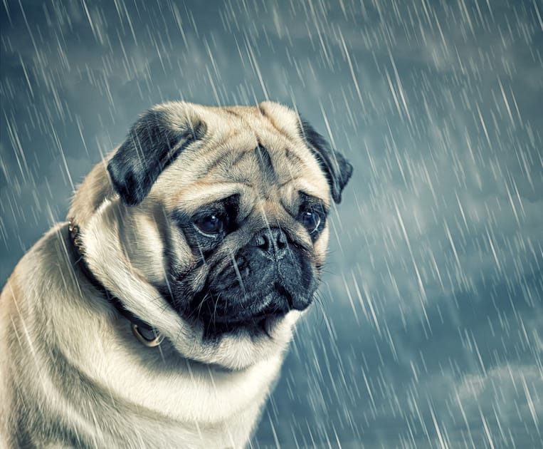 Study Dogs Know When Their Owners Are Sad Engoo Daily News