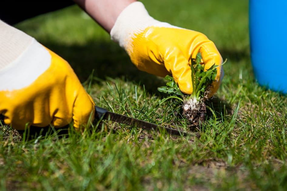 weed-out-vanish-into-thin-air-have-keep-one-s-feet-on-the-ground