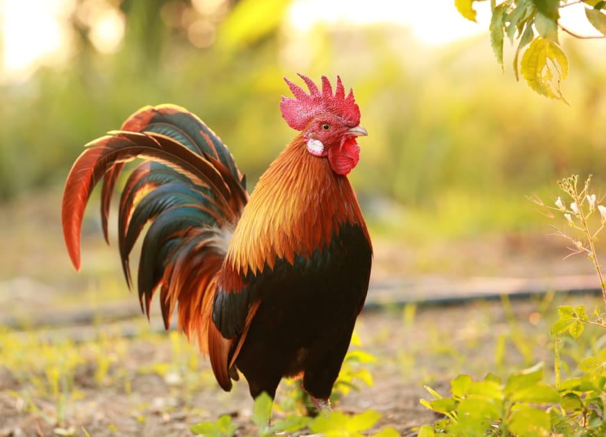 Barking Rooster Accused of Undermining Multiculturalism | Engoo デイリーニュース