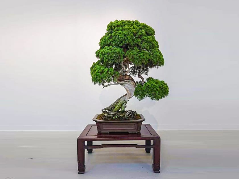 $90,000 Bonsai Tree Stolen in Saitama | DMM英会話 デイリーニュース