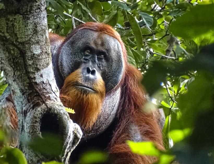 【週末値下】P.orangutan OC 子株付き　葉裏がオレンジになる株 Orangutan Spotted Using Medicinal Plant on Wound | DMM英会話