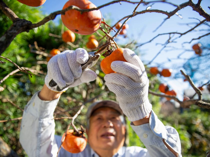 Sweet, Bitter, Tart: Four Special Fruits from Japan | DMM英会話