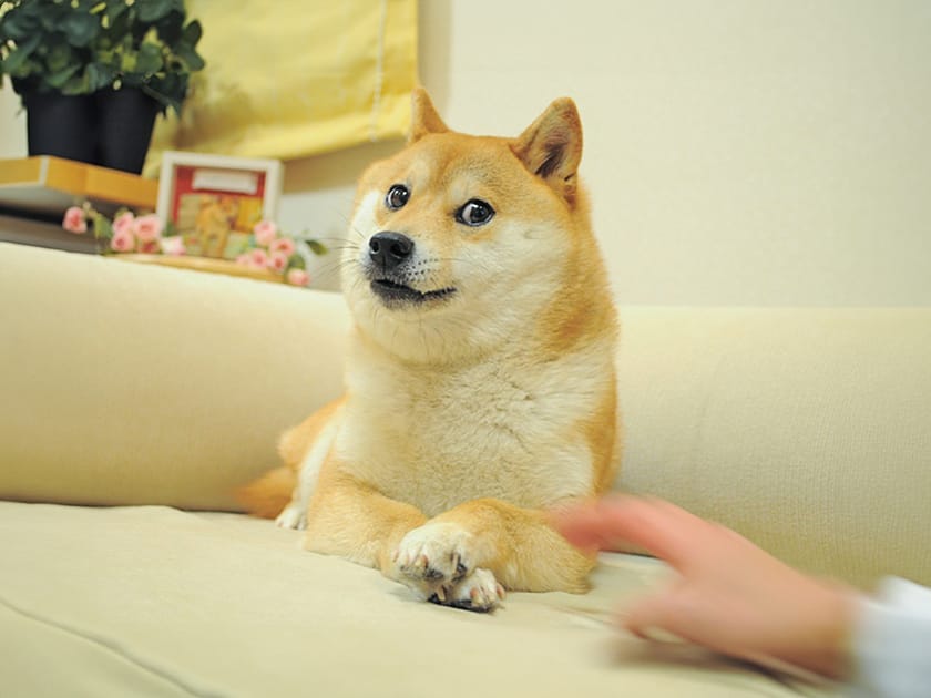 From Meme to Monument: Kabosu the 'Doge' | Engoo デイリーニュース