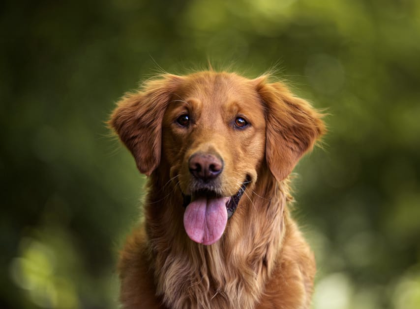 Dogs May Be Able to Understand Words for Objects DMM英会話 デイリーニュース