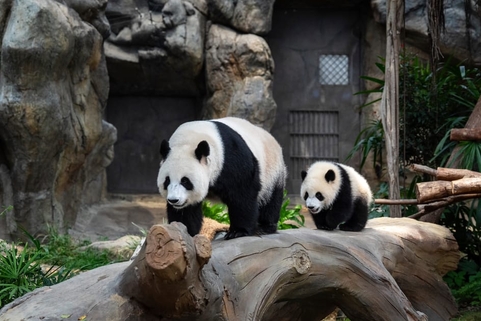 Meet Jia Jia and De De, Hong Kong's Panda Cubs | Engoo Daily
