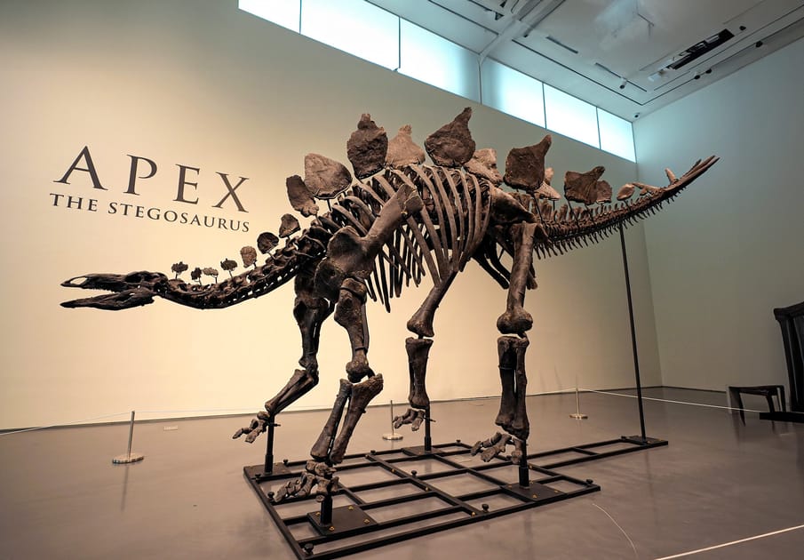 2026.2.5龍血魂珠　ダイナソーボーン（恐竜化石） Stegosaurus Fossil Fetches Nearly $45M at Auction | Engoo デイリー