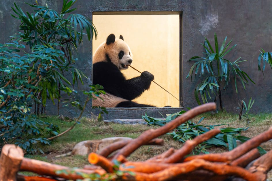 もののけ京都 英語版 Panda Parent and cub パンダの親子
