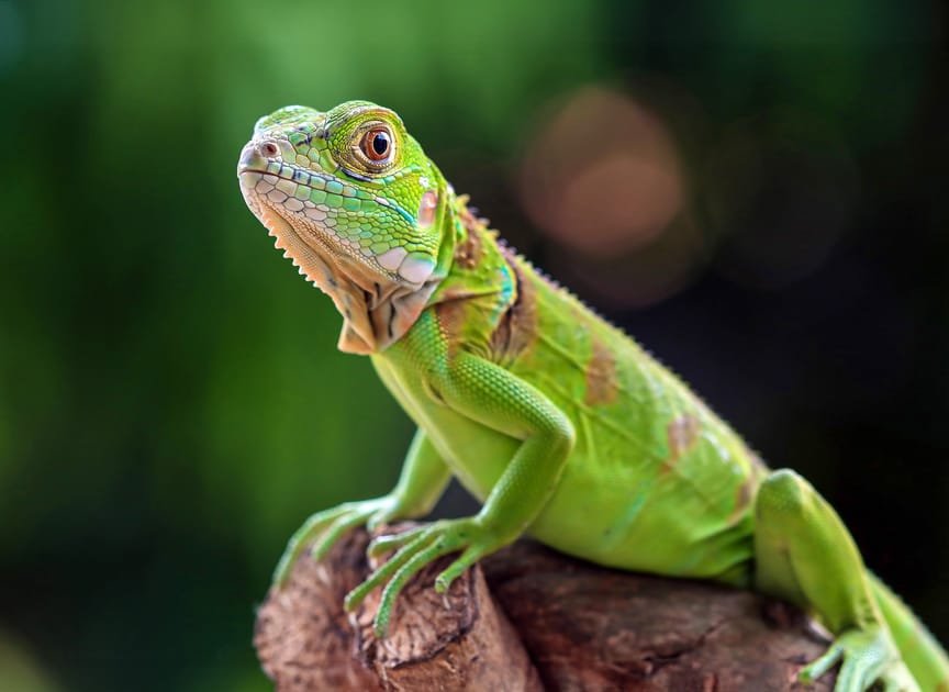 洋書　グリーンイグアナ　IGUANAS QUARTERY 洋書 グリーンイグアナ IGUANAS QUARTERY グリーンイグアナ（Green