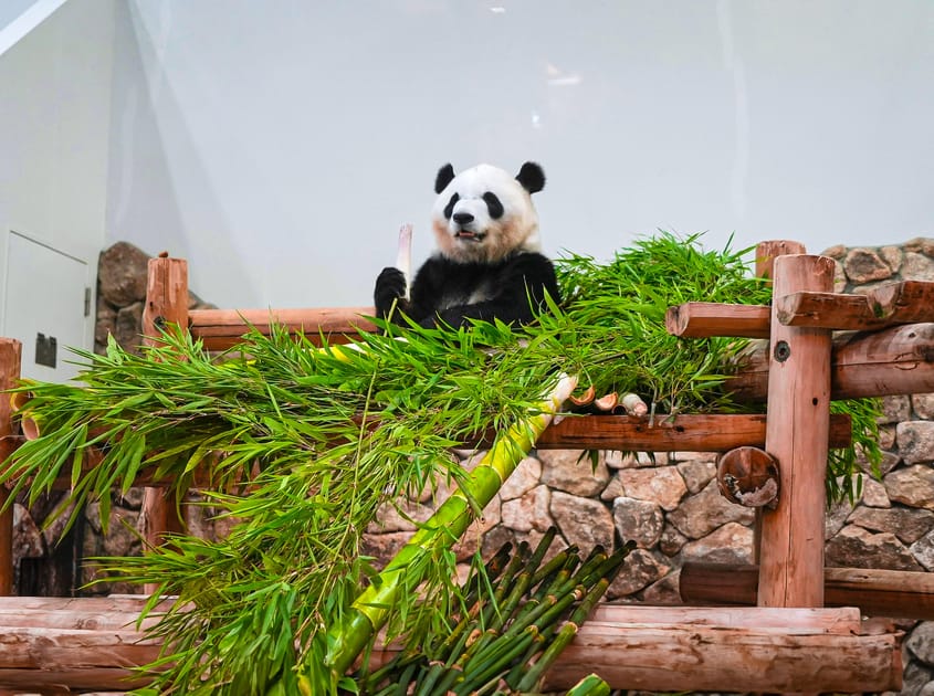 Japan Says Goodbye to Beloved Giant Pandas | DMM英会話
