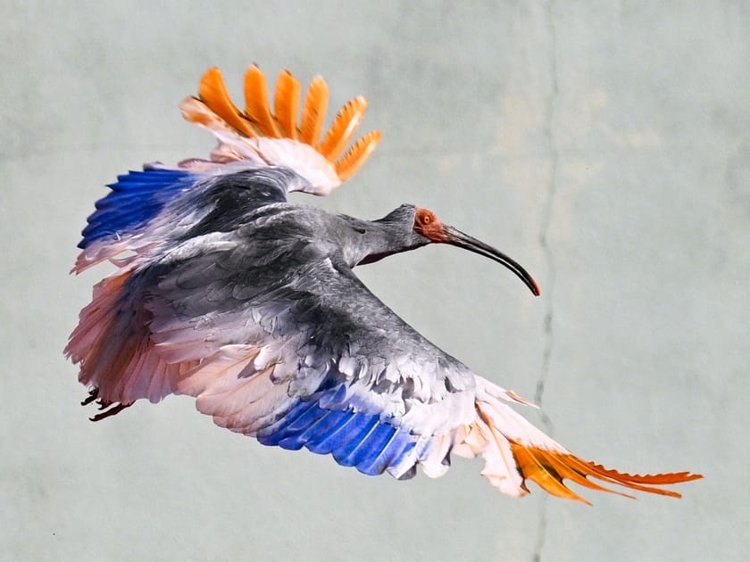 Previously Extinct Birds Reintroduced to Japan | Engoo デイリー