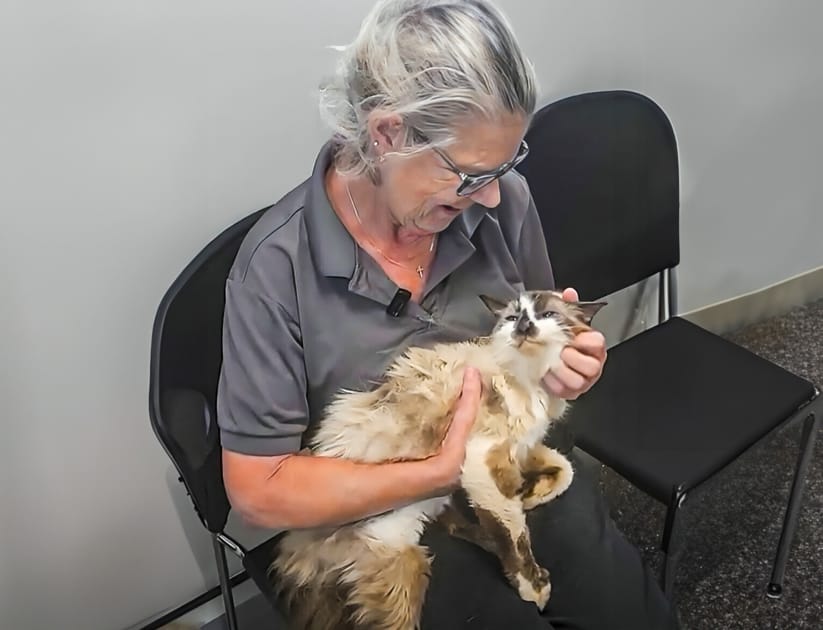 Woman Reunites with Cat That Went Missing 11 Years Ago | Engoo Daily News