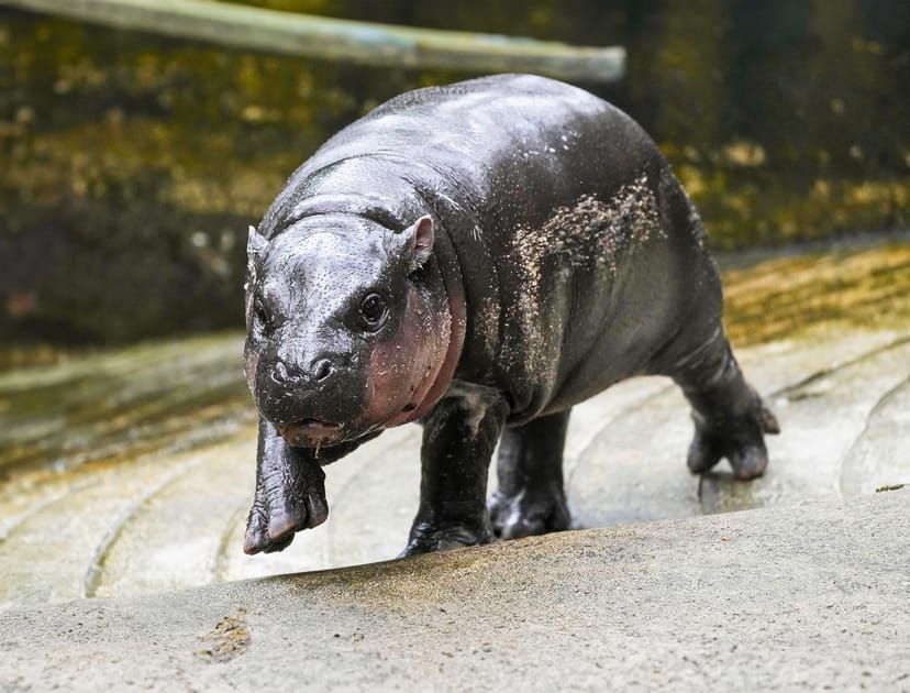 Watch hippopotamus movie online free online