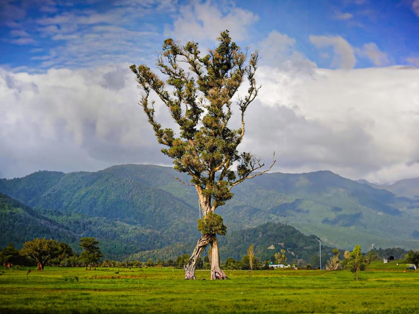 Walking Tree Is New Zealands Tree of the Year | Engoo 데일리뉴스
