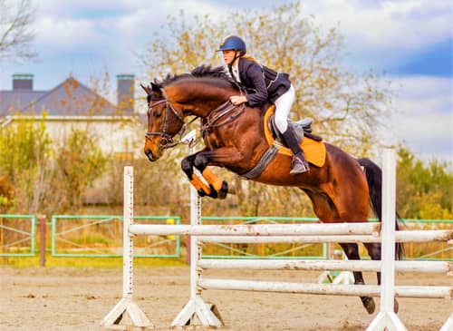Horse Riding Is More Dangerous than Football, Says Study | Engoo Daily News