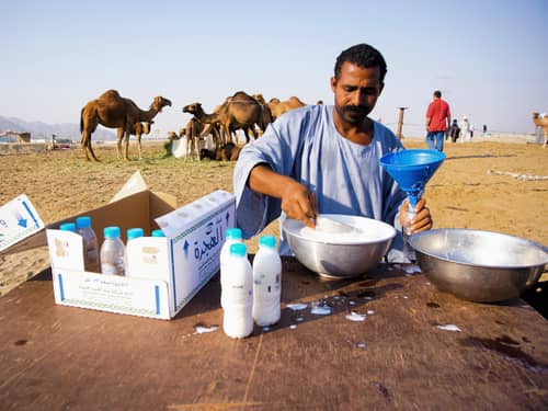Saudi Arabia Aims to Build Largest Camel Milk Factory | Engoo Daily News