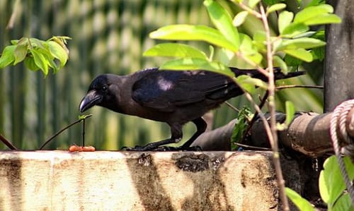 Intelligent Crows Use Tools | Engoo