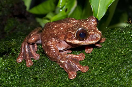 Rare Frog Dies, Probably Last of Its Kind | Engoo 每日新聞