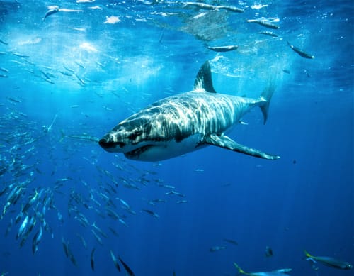Sharks Aren't Interested in Eating Humans, Says Study | Engoo Daily News